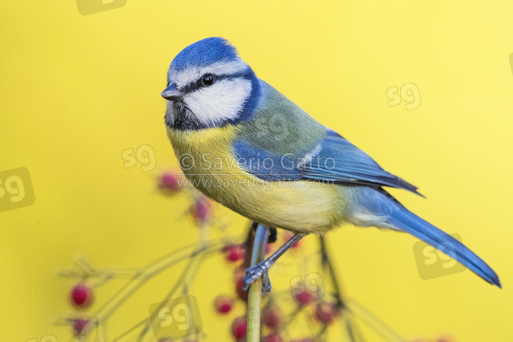 Eurasian Blue Tit, adult perched on a branch with berries